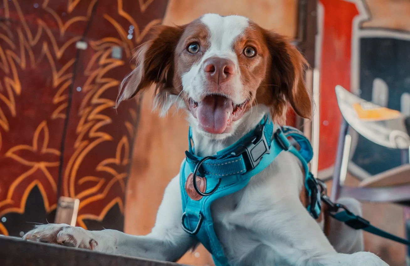 Dog with blue leash