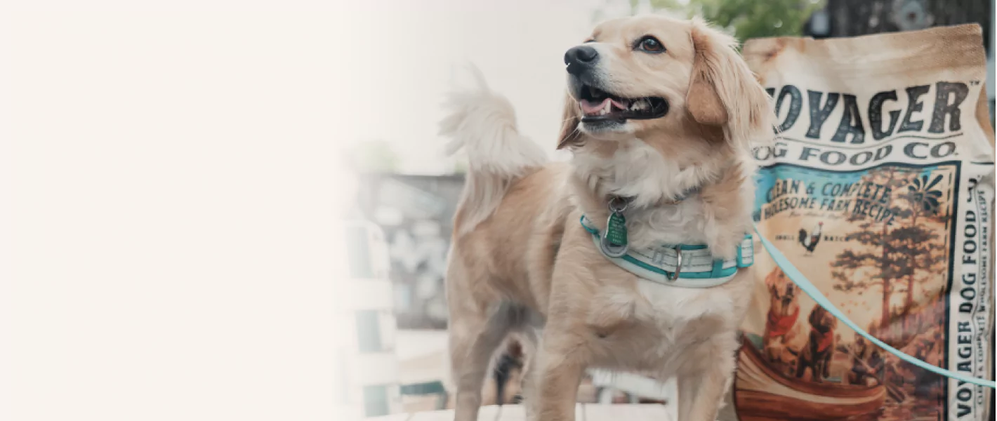 dog with voyager bag