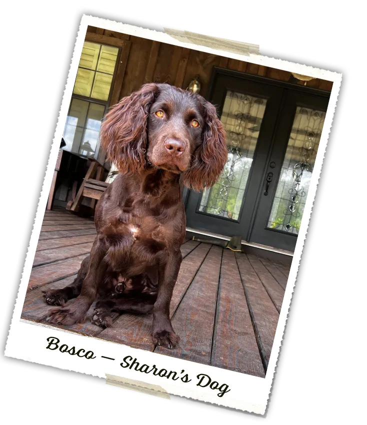 Bosco - Sharon's Dog